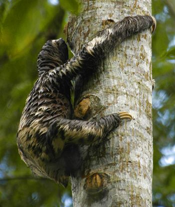 Amazonian Sloth