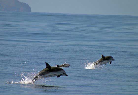 Dolphin & Whale Watching: Cruise Brazil to Azores