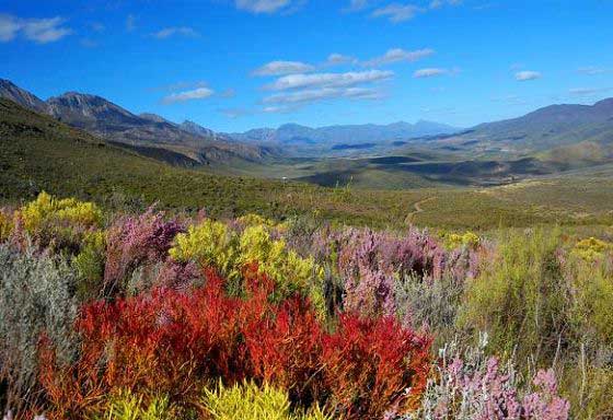 The fynbos Cape floral kingdom & mountains, a UNESCO World Heritage Site

